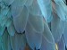feathers-1952382_640