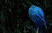 macaw-4448598_640