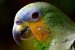 parrot-2756488_640