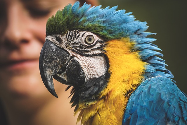 parrot-3695678_640