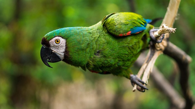 parrot-4132823_640