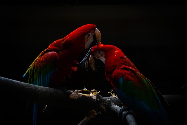 parrot-5448628_640