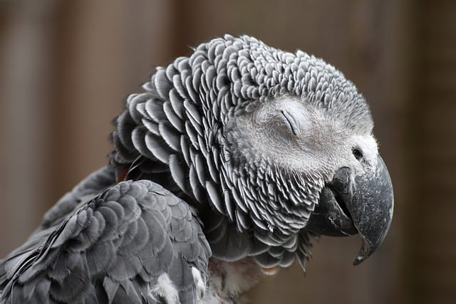 parrot-7527071_640