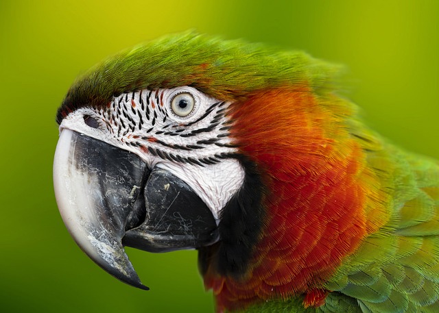 macaw-5952965_640